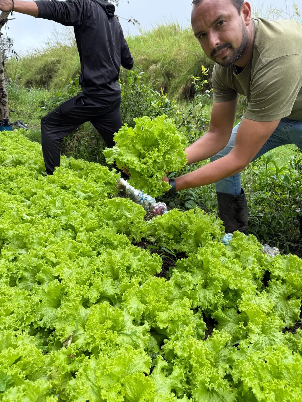 Lechuga